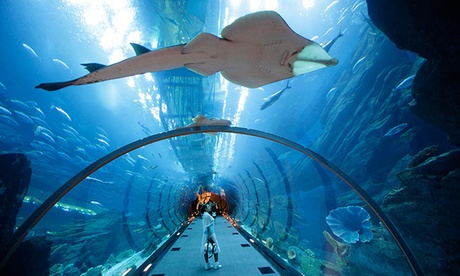 Dubai Mall Aquarium Tour
